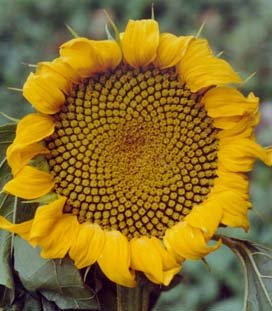 sunflower3.jpg